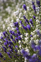 Cultivated Lavender (Lavandula sp) in flower, The Cotswolds, England