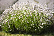 White Lavender in flower (Lavandula angustifolia Alba) The Cotswolds, England