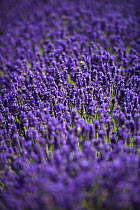 Cultivated Lavender (Lavendula sp) in flower, The Cotswolds, England