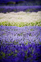 Field of cultivated Lavender (Lavendula sp) in flower, The Cotswolds, England