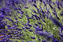 Cultivated Lavender (Lavendula sp) in flower, The Cotswold, England