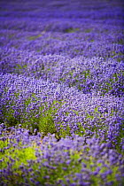 Field of cultivated Lavender (Lavendula sp) in flower, The Cotswolds, England