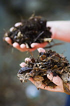 Two hands holding two different types of home made compost at the Centre for Alternative Technology, Machynlleth, Wales