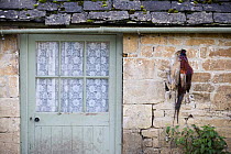 Pheasants hanging up outside a farmhouse doorway, Gloucestershire, England
