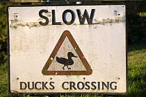 Ducks crossing sign on a village green, Bledington, Gloucestershire, England