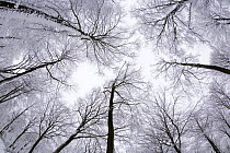Fisheye view of canopy of snow covered Beech {Fagus sp} woodland, Cotswolds Commons and Beech woods (National Nature Reserve), Gloucestershire, England