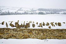 Snow covered Cotswolds landscape and Cotswold stone wall, Naunton, Gloucestershire, England