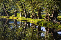 Trees reflected in water at Talybont-on-Usk, Brecon Beacons National Park, Wales