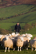 Young Welsh hill farmer and flock of sheep, Brecon Beacons National Park, Powys, Wales
