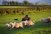 Sheepdog & farmer on quad bike, Brecon Beacons National Park, Powys, Wales, 2006