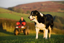 Sheepdog (Canis familiaris) & farmer on quad bike, Brecon Beacons National Park, Powys, Wales
