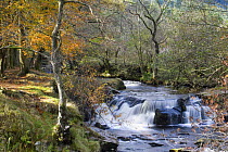 Autumnal woodland and waterfalls at Blaen y Glyn, Brecon Beacons National Park, Wales