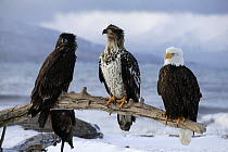 Bald Eagle (Haliaeetus leucocephalus) Adult with first and second year juveniles, Kenai Peninsula, Alaska, USA