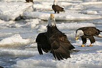 Bald Eagle (Haliaeetus leucocephalus) adult on sea ice with head raise giving territory call, standing with wings out encircling fish in talons, protecting food from other nearby adults, Kenai Peninsu...