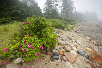 Wild roses flower on rocky coastline in fog, Acadia National Park, Maine, USA