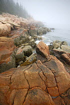 Rocky coastline in fog, Acadia National Park, Maine, USA