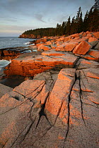 Rocky coastline at dawn, Acadia National Park, Maine, USA