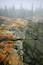 Rocky coastline in fog, Acadia National Park, Maine, USA, Distinct line of colorization between black and rust colored granite rock.