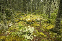 Spruce fir forest with moss and lichen, Acadia National Park, Maine, USA