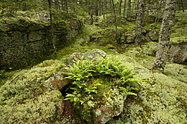 Spruce fir forest with ferns, moss and lichen covering rocks, Acadia National Park, Maine, USA
