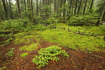 Spruce fir forest with moss and lichen on forest floor, Acadia National Park, Maine, USA