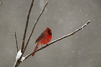 Northern Cardinal (Cardinalis cardinalis) male in snow, Witnal Park, Wisconsin, USA