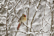 Northern Cardinal (Cardinalis cardinalis) female in snow, Witnal Park, Wisconsin, USA