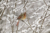 Northern Cardinal (Cardinalis cardinalis) female in snow, Witnal Park, Wisconsin, USA