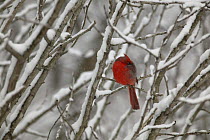 Northern Cardinal (Cardinalis cardinalis) male sleeping with head tucked under wing in snow, Witnal Park, Wisconsin, USA