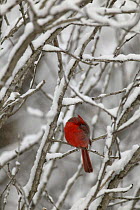 Northern Cardinal (Cardinalis cardinalis) male sleeping with head tucked under wing in snow, Witnal Park, Wisconsin, USA