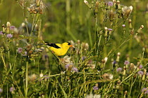 American Goldfinch (Carduelis tristis) collecting thistle down from Canada Thistle (Cirsium arvense)  for nests, USA