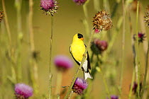 American Goldfinch (Carduelis tristis) male in breeding plumage perched on Nodding / Musk Thistle (Carduus nutans) USA
