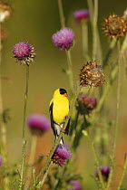 American Goldfinch (Carduelis tristis) male in breeding plumage perched on Nodding / Musk Thistle (Carduus nutans) USA
