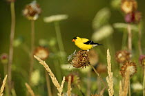 American Goldfinch (Carduelis tristis) collecting thistle down from Canada Thistle (Cirsium arvense)  for nests, USA