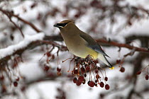 Cedar Waxwing (Bohemian Waxwing) - late winter ariving CW feeding on crab apple fruit in snow covered tree - mixed woodland -Witnal Park SE Wisconsin