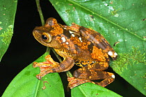 Harlequin Tree Frog (Rhacophorus pardalis). Danum Valley, Sabah, Borneo.