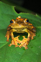 Harlequin Tree Frog (Rhacophorus pardalis). Danum Valley, Sabah, Borneo