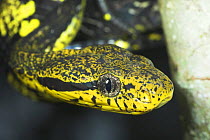 Spotted Cat Snake (Boiga drapiezii). Danum Valley, Sabah, Borneo.