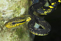 Spotted Cat Snake (Boiga drapiezii). Danum Valley, Sabah, Borneo.