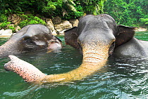 RF- Sumatran forest elephants (Elephas maximus sumatranus) bathing. Gunung Leuser National Park, Sumatra, Indonesia. Endangered species. (This image may be licensed either as rights managed or royalty...
