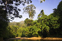 Lowland dipterocarp rainforest and river. Gunung Leseur NP, Sumatra, Indonesia.