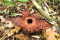 Rafflesia pricei (Rafflesia pricei) flower decaying at 9-11 days. Tambunan, Crocker Ranges, Sabah, Borneo.