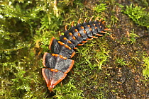 Trilobite beetle (Duliticola paradoxa) larva foraging over moss-covered log. Mt Kinabalu, Sabah, Borneo