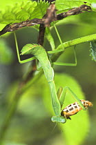 Mantis (Choeradodis rhombicollis) feeding on a butterfly, Mt Kinabalu, Sabah, Borneo