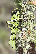 Lichen-mimic Bush Cricket (unknown species). Mt Kinabalu, Sabah, Borneo.