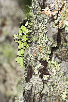 Lichen-mimic Bush Cricket (unknown species), Mt Kinabalu, Sabah, Borneo