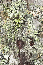 Lichen-mimic Bush Cricket (unknown species) camouflaged on lichen and bark. Mt Kinabalu, Sabah, Borneo