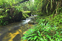 High mountain stream and montane rainforest on Mt Kinabalu, Sabah, Borneo.