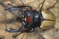 Giant Stag Beetle {Lucanidae} (unknown species)  from above. Montane rainforest, Mt Kinabalu, Sabah, Borneo.