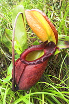 Pitcher Plant (Nepenthes rajah), Mt Kinabalu, Sabah, Borneo.
